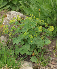 Alchemilla