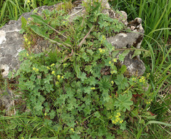 Alchemilla