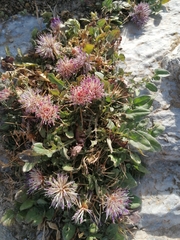 Centaurea raphanina raphanina