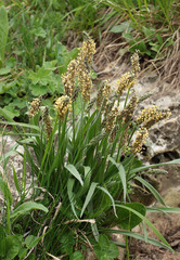 Plantago atrata