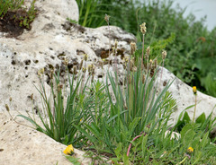 Plantago atrata