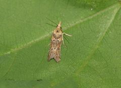 Ancylosis cinnamomella