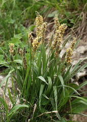 Plantago atrata