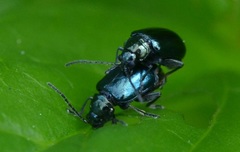 Altica lythri