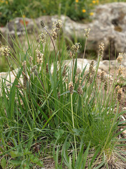Plantago atrata