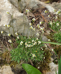 Draba siliquosa