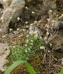 Draba siliquosa