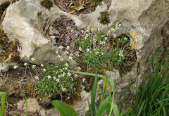 Draba siliquosa
