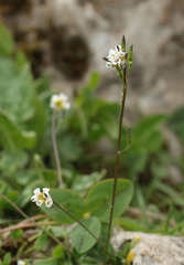 Draba siliquosa