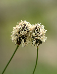 Sesleria