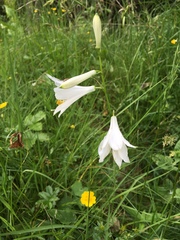 Paradisea liliastrum