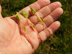 Atriplex pedunculata