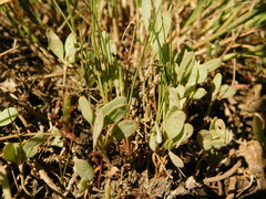 Atriplex pedunculata