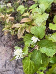 Fothergilla gardenii