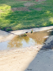 Agapornis roseicollis