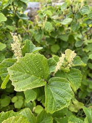 Fothergilla gardenii