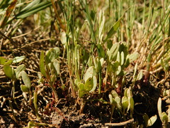 Atriplex pedunculata