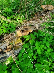 Cerioporus squamosus