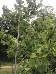 Populus