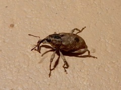 Mechistocerus