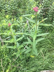 Asclepias incarnata incarnata