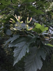 Acer tataricum tataricum