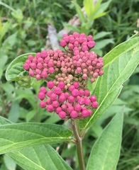 Asclepias incarnata incarnata