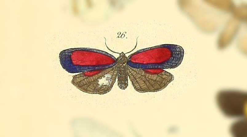 Ptychoglene erythropohora