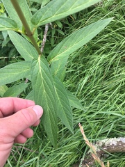 Asclepias incarnata incarnata