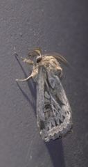 Spodoptera depravata