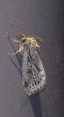 Spodoptera depravata