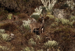 Odocoileus virginianus lasiotis