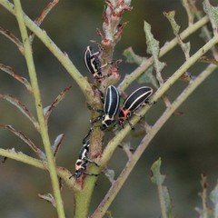 Eudiagogus episcopalis