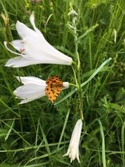 Paradisea liliastrum