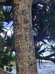 Phelsuma inexpectata