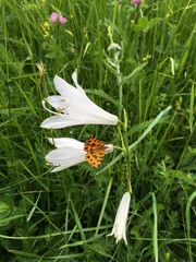 Paradisea liliastrum