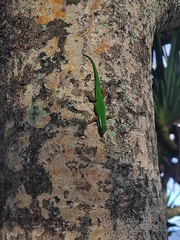 Phelsuma inexpectata