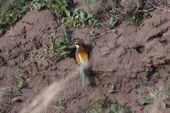 Merops apiaster