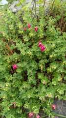 Scutellaria suffrutescens