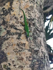 Phelsuma inexpectata