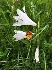 Paradisea liliastrum