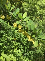 Berberis × ottawensis