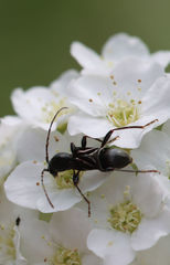 Molorchus bimaculatus