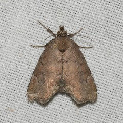 Cutina aluticolor