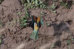 Merops apiaster