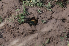 Merops apiaster