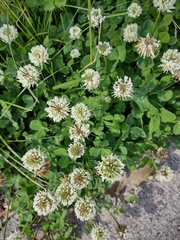 Trifolium repens