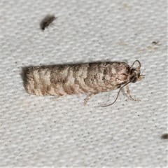 Retinia gemistrigulana