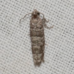 Retinia gemistrigulana