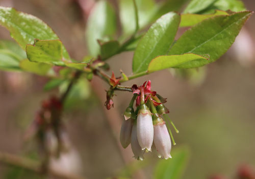 smallflower blueberry (Vaccinium virgatum)
